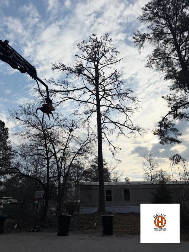 A crane with a grapple attachment positioned near a tall tree, indicating tree pruning or removal by Hall's Tree Service in Paw Paw, MI.