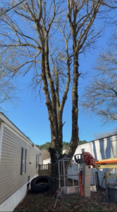 A large tree after significant pruning or removal, with a lift visible, performed by Delta Tree Service in Jonesboro, AR