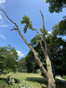 A tree being pruned or removed with ropes and a worker on site by Triple T tree service in Houston, TX.