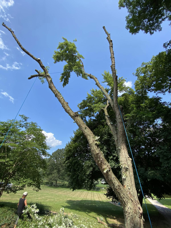 A tree being pruned or removed with ropes and a worker on site by Triple T tree service in Houston, TX.