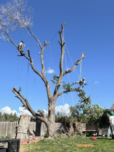 Tree service workers performing pruning and removal on a large tree under a clear sky by Magrum Tree Service in Cheyenne, WY.