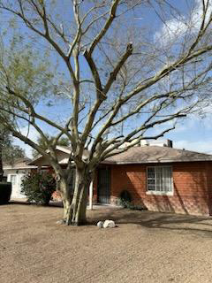 A large tree in a residential front yard after professional pruning by Alia's Tree Services And Landscaping in Phoenix, AZ.