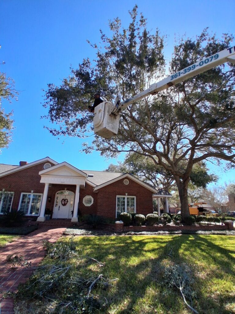 An Arbortex Tree Service worker pruning a large tree in front of a residential home in Corpus Christi, TX.