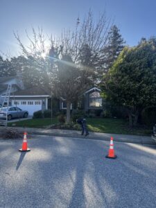 Tree service crew performing pruning in a residential area for Jarquin Tree Service, LLC in San Jose, CA.