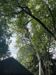 A tree service worker in a bucket pruning a large leafy tree in a residential area by Cutting Edge Tree Service in Racine, WI.