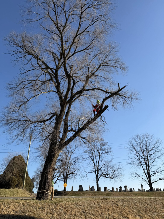 A tree service professional in a Santa suit pruning a tree, with a ground crew member, by Woody's Tree Service in York, PA.