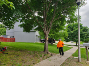 A tree service professional from A&J Tree Services Kc,LLC stands next to a tree with a fresh cut from pruning in Olathe, KS.