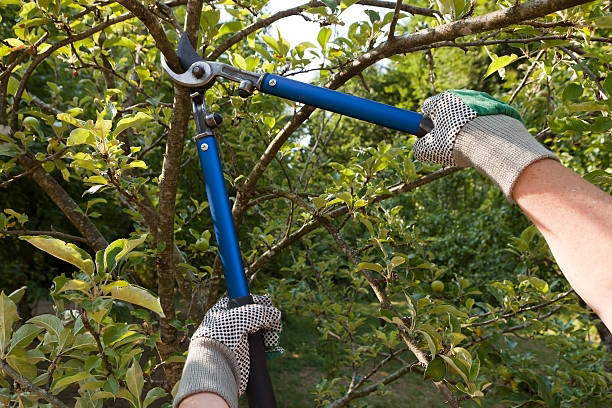 A professional performing tree pruning services with shears for Bishops Tree Service Inc. in Virginia Beach, VA.
