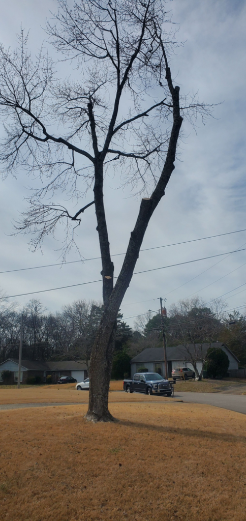 A tall, bare tree after professional pruning and branch removal by Chris's Tree Service in Hazel Green, AL