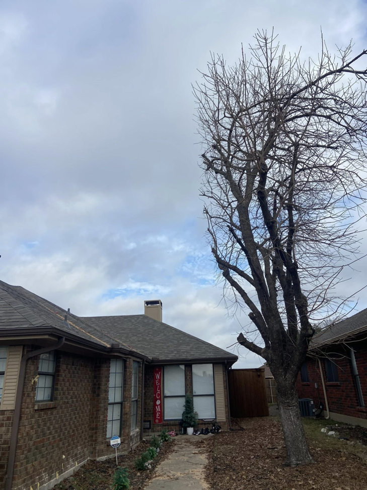 A large tree with expertly pruned branches after a tree trimming service by Freddy's Tree Service in Anaheim, CA.