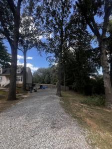 Professional tree pruning service in progress along a gravel driveway by Carmack Tree and Debris in Clarksville, TN.