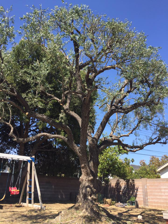 A large tree in a backyard after professional pruning service by Kane's Tree Service in Long Beach, CA