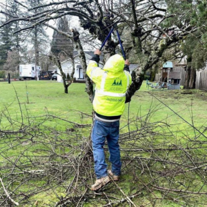 A tree service professional pruning branches with loppers for R&A Landscape & Tree Service, LLC in Vancouver, WA.