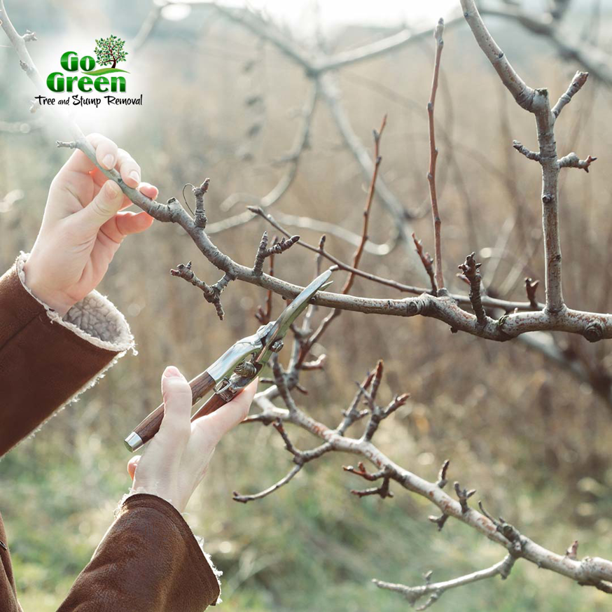 Hands using pruning shears to trim small tree branches for Go Green Tree and Stump Removal in Blue Springs, MO.
