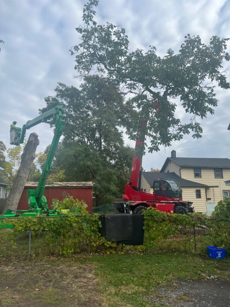 Tree pruning in progress with a spider lift and crane by Flower City Tree in Rochester, NY.