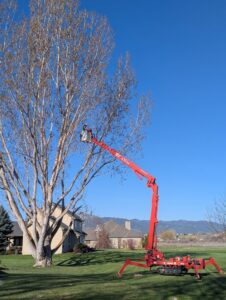 A tree service worker in a spider lift performing tree pruning on a large tree for Mountain Tree Company in Missoula, MT.