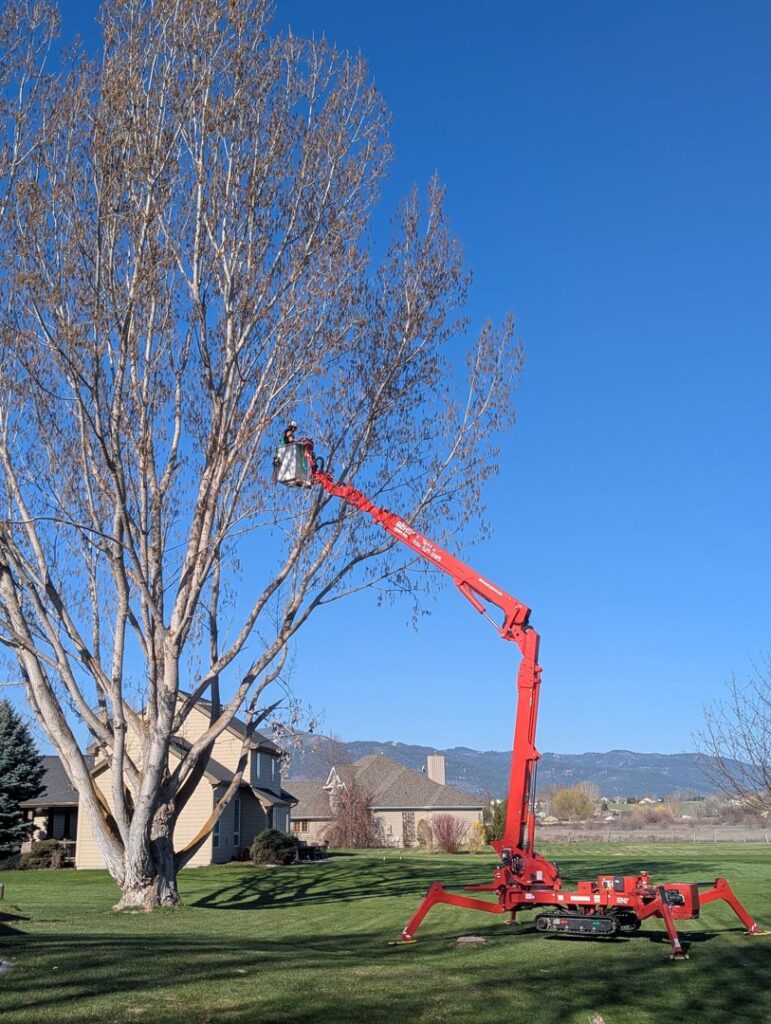 A tree service worker in a spider lift performing tree pruning on a large tree for Mountain Tree Company in Missoula, MT.