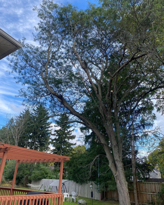 A large backyard tree with visible fresh cuts from recent pruning and trimming by KD TREES in Clarksville, TN.