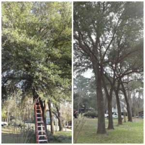 Before and after comparison showing a tree professionally pruned and trimmed by Climbers Unlimited Professional Tree Service in Onalaska, TX.