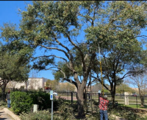 Tree service workers pruning and trimming a large tree with a pole saw and ladder for Yates Tree Inc. in San Antonio, TX