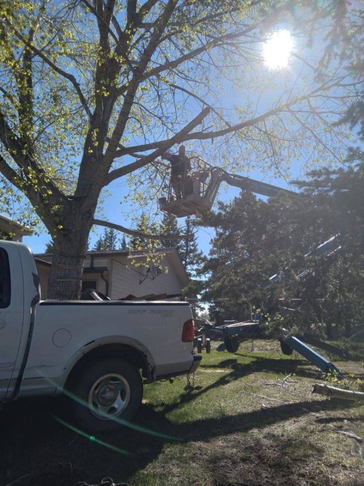 A tree service professional pruning branches with a bucket lift for All American Arborists in Rock Springs, WY.