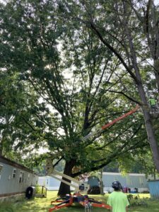 Tree service worker in a bucket lift actively pruning a large tree, with ground crew, by Sky High Tree Service in Lynnwood, WA.