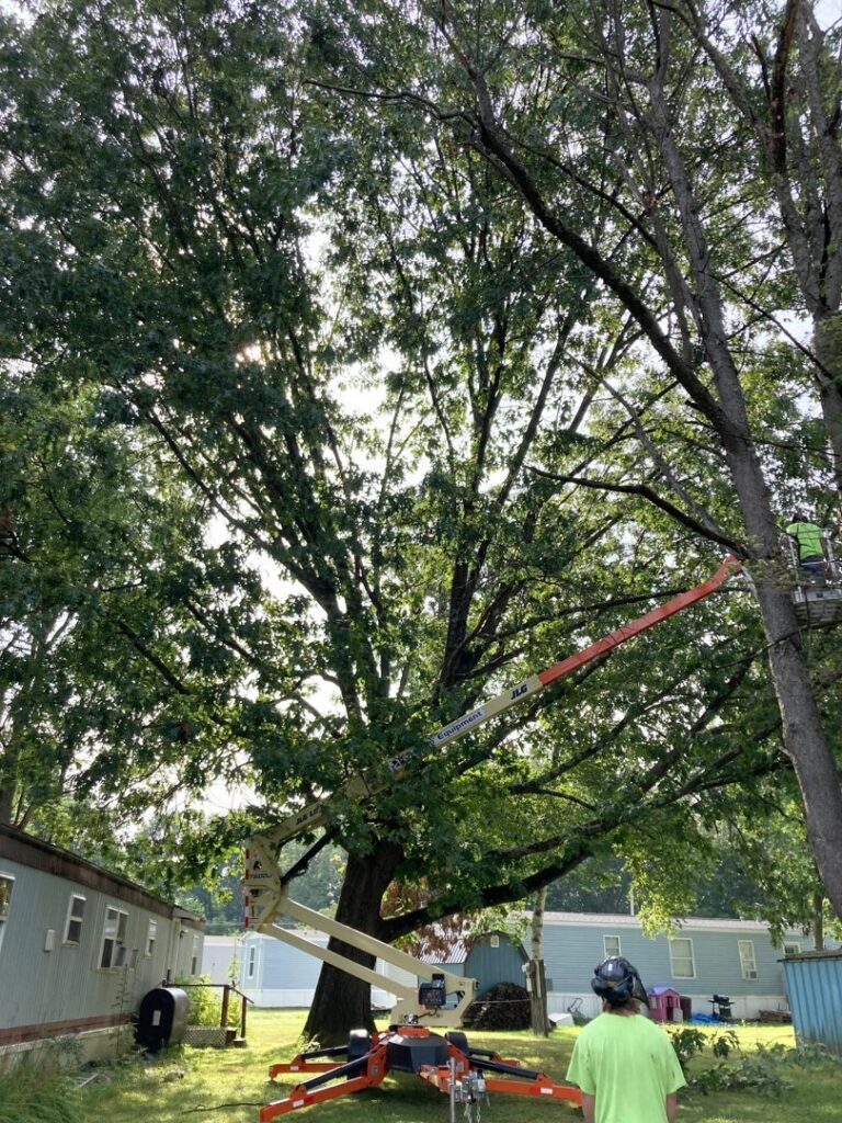 Tree service worker in a bucket lift actively pruning a large tree, with ground crew, by Sky High Tree Service in Lynnwood, WA.