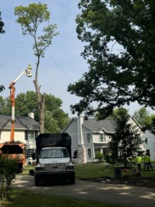 A tree service worker performing tree pruning from a bucket truck, with ground crew and equipment, by Condados Tree Service LLC in Indianapolis, IN.
