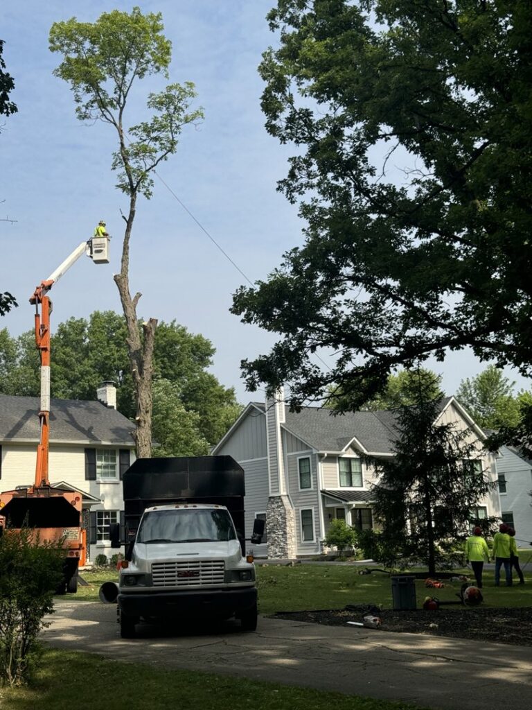 A tree service worker performing tree pruning from a bucket truck, with ground crew and equipment, by Condados Tree Service LLC in Indianapolis, IN.