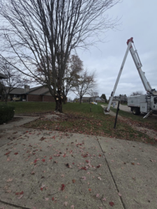 A tree with fresh cuts from pruning, with a bucket truck nearby, performed by M.L tree service in Dayton, OH.