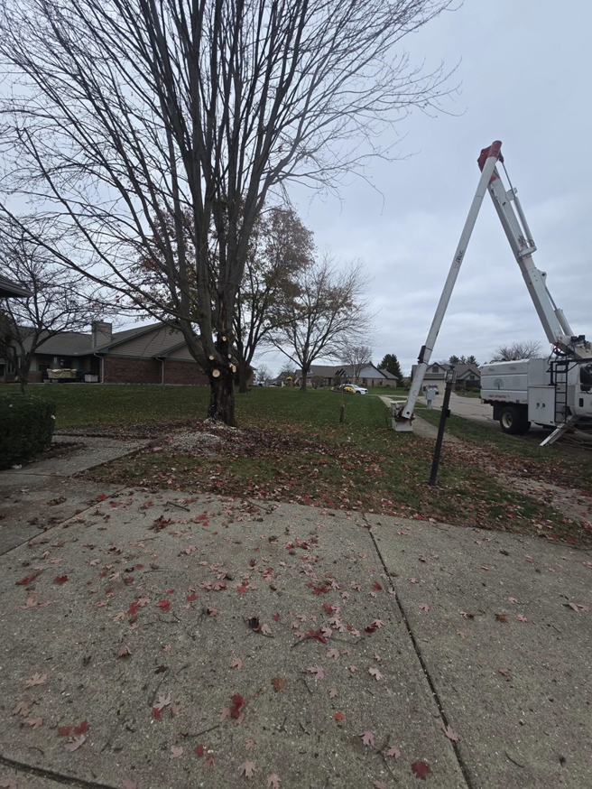 A tree with fresh cuts from pruning, with a bucket truck nearby, performed by M.L tree service in Dayton, OH.