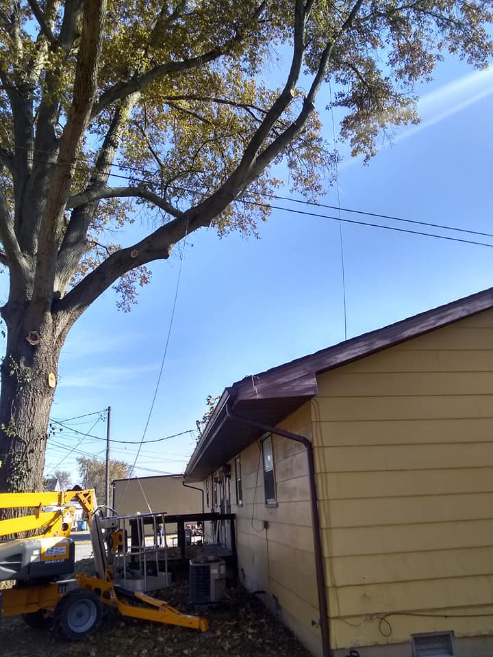 A large tree with ropes and a lift being used for pruning or removal by Scotty's Tree Service in Marion, IL.
