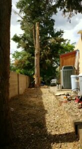 A large tree undergoing pruning with a rope system, demonstrating tree service work by All Around Forestry LLC in Albuquerque, NM