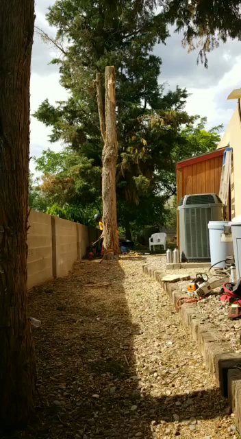 A large tree undergoing pruning with a rope system, demonstrating tree service work by All Around Forestry LLC in Albuquerque, NM