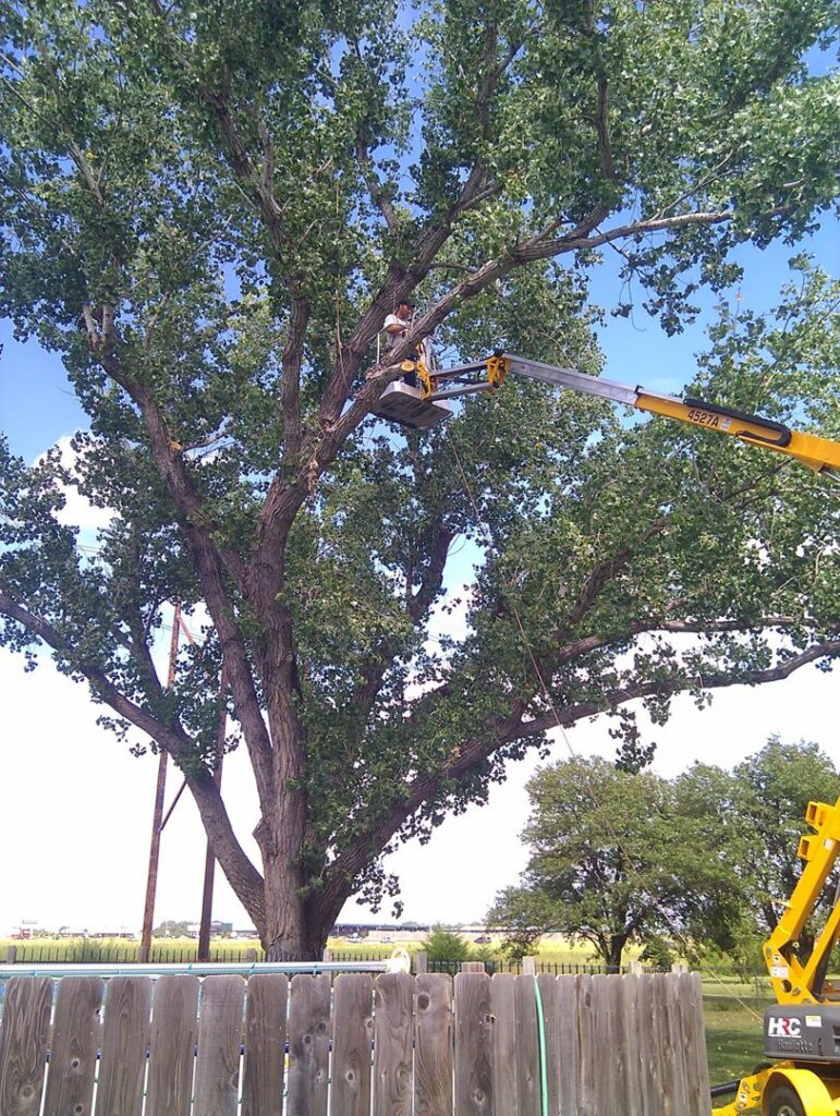 A tree service worker using an aerial lift to prune a large tree for Moore's Tree Service in East Hanover, NJ.