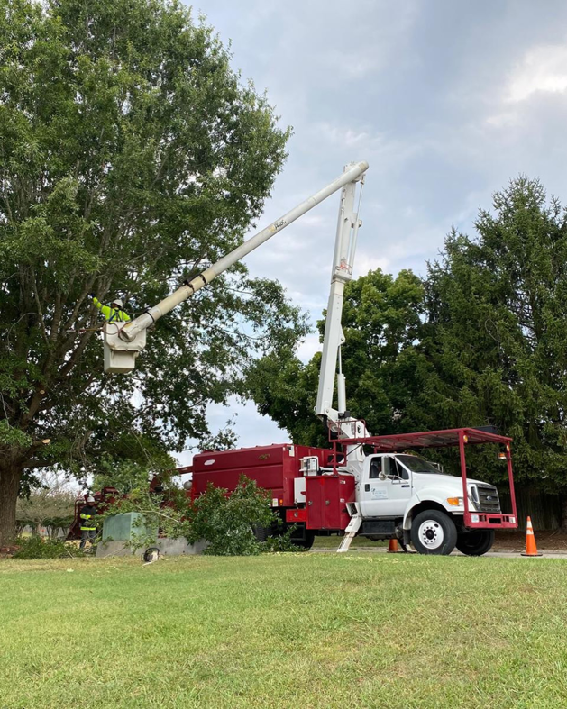 A tree service worker in a boom lift pruning a large tree for Green Land Tree services in Knoxville, TN