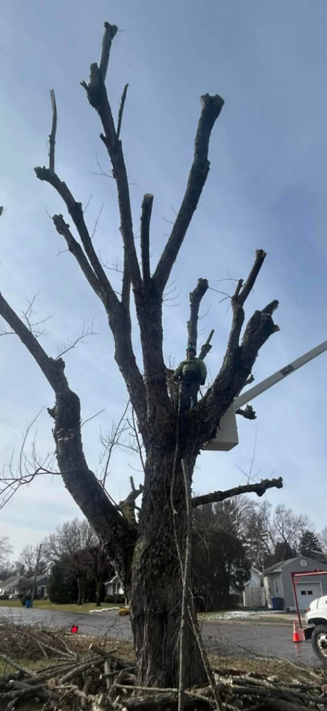 A tree service worker in a bucket lift actively pruning a large tree by Green works tree service in Columbus, OH.