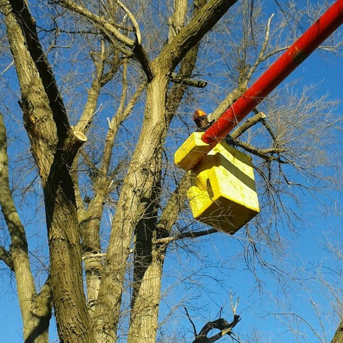 A tree service worker in a bucket lift pruning branches from a large tree for Mark's Tree Service in Champaign, IL.