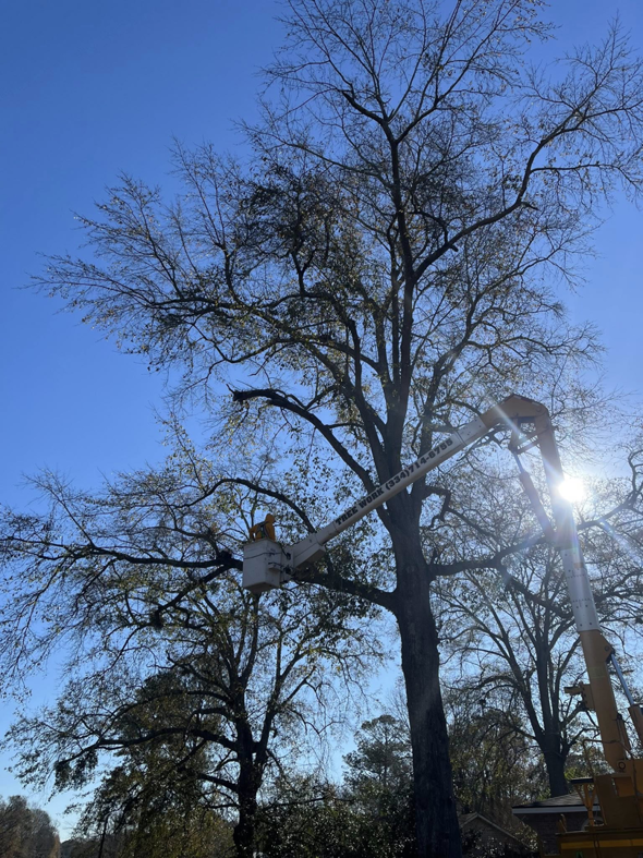 A tree service worker in a bucket truck pruning branches from a tall tree for SAP Tree Services in Dothan, AL