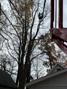 A worker in a lift basket performing tree pruning services for Valera Tree Services in Benton Harbor, MI.
