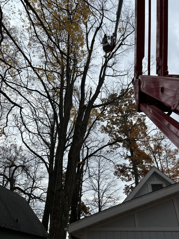 A worker in a lift basket performing tree pruning services for Valera Tree Services in Benton Harbor, MI.