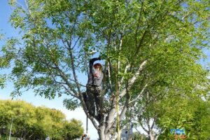 A tree service worker pruning branches high in a tree for Weatherby's Tree Service in Little Rock, AR.