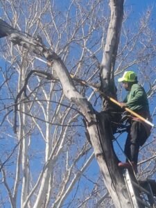 A close-up of a tree service worker on a ladder, pruning branches for Mario's Stump Grinding and Tree Service LLC in Dallas, TX.