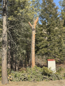 The aftermath of a tree removal service with a cut tree trunk and branches on the ground by Old Pro Tree Management in Great Falls, MT.