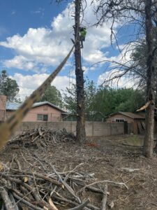 A tree worker high in a tree with a pile of removed branches on the ground by Sierra Tree Specialist in Albuquerque, NM.
