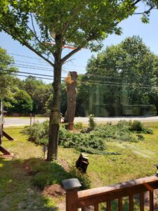 A tree removal job in progress with a cut tree stump and branches on the ground by Preservation Tree NH, LLC in Concord, NH