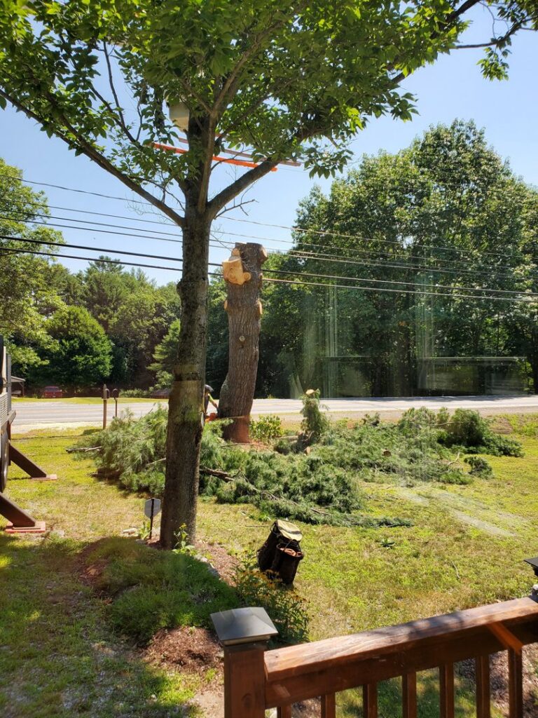 A tree removal job in progress with a cut tree stump and branches on the ground by Preservation Tree NH, LLC in Concord, NH
