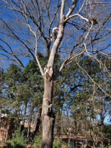 An arborist high in a tall tree performing tree removal services for Lambert's Tree Service in Fayetteville, NC.
