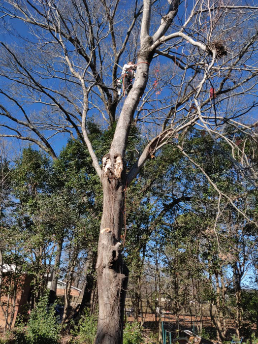 An arborist high in a tall tree performing tree removal services for Lambert's Tree Service in Fayetteville, NC.
