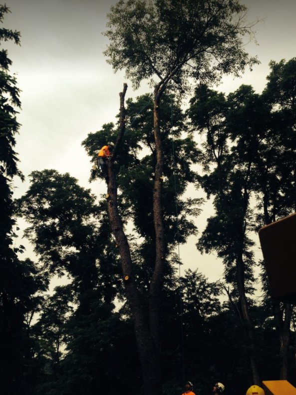 An arborist from Duffy's Tree Service of North Pittsburgh PA performing tree removal or heavy trimming high in a tree in Pittsburgh, PA.